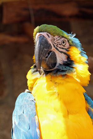 macaw parrotの写真素材