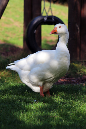 portrait of a white gooseの写真素材