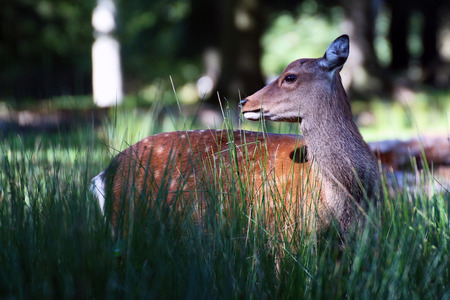 deer standing in high grassの写真素材