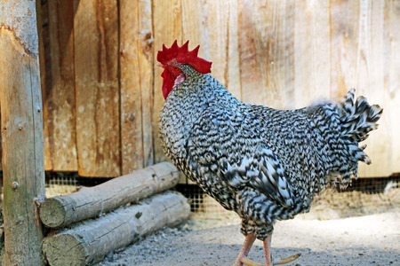 rooster in a stableの写真素材