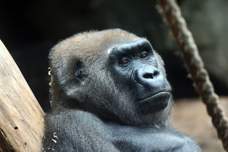 portrait of a gorilla