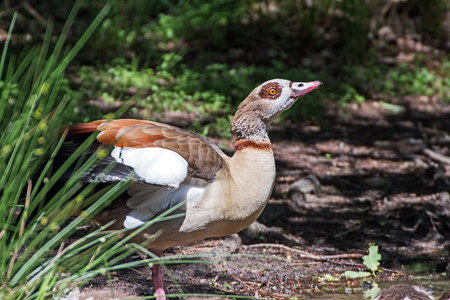 portrait of a gooseの写真素材