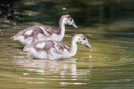 two goose taking a bathの写真素材