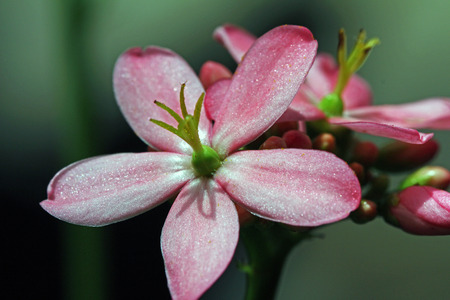 pink flowerの写真素材