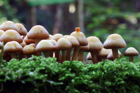 mushrooms closeup