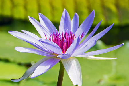 lotus flower close upの写真素材