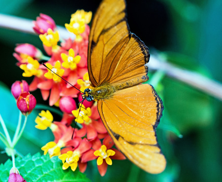 beautiful orange butterfly