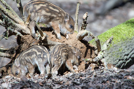 cute boar piglets