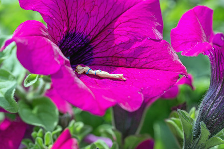 Sunbathing on a pink flower