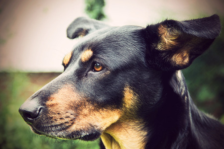 Portrait of a dogの写真素材