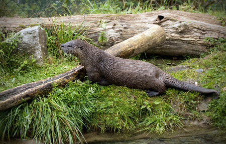 european otterの写真素材