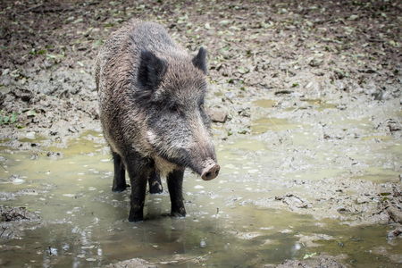 portrait of a boarの写真素材