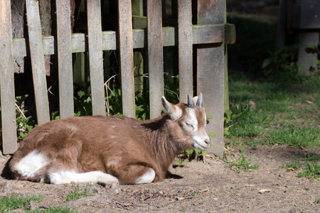 portrait of a baby goat in front of a fenceの写真素材