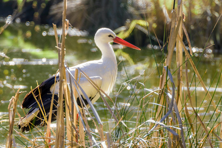 portrait of a white stork at a pondの写真素材