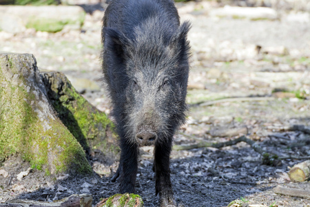Portrait of a wild boar in a game parkの写真素材