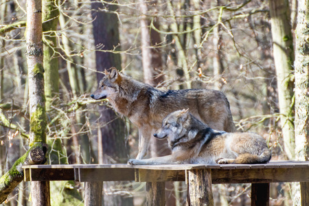 portrait of two wolves in a game park