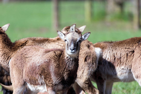 group of mouflon on a meadowの写真素材