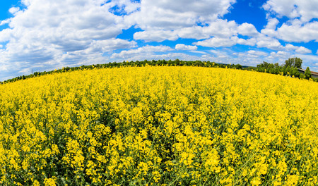 colorful rapeseed field in springtimeの写真素材