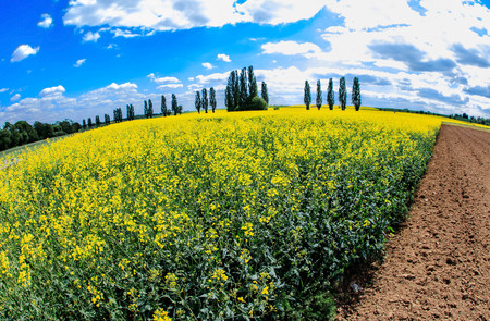colorful rapeseed field in springtimeの写真素材