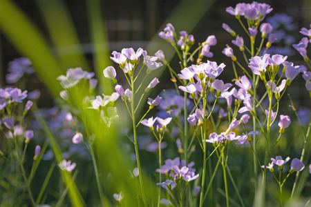 Flowering meadow in springtimeの写真素材