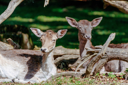 deer on a sunny day in a game park