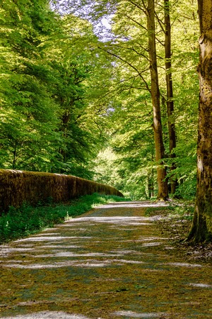 forest path in springtime