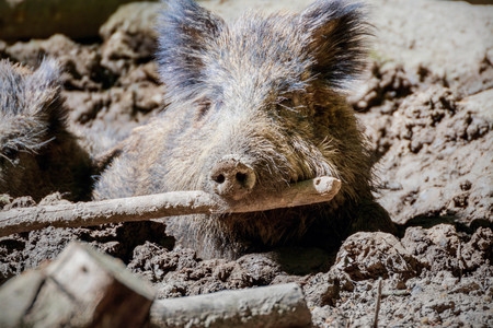Portrait of a boar in the forestの写真素材