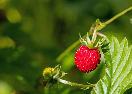 Macro of a wild strawberryの写真素材