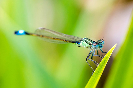 macro of a blue dragonfly on a leafの写真素材