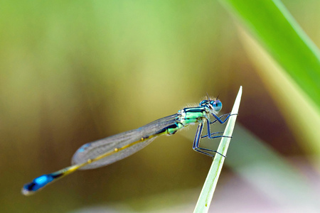 macro of a blue dragonfly on a leafの写真素材