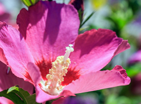 Macro shot of a pink flower in a gardenの写真素材
