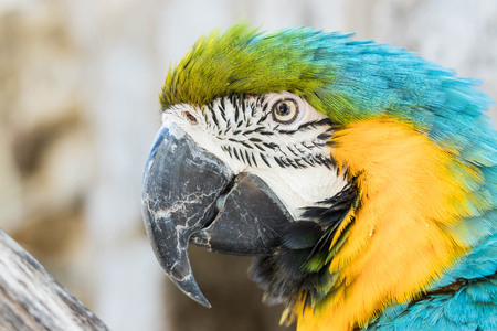 portrait of a blue yellow macaw parrotの写真素材