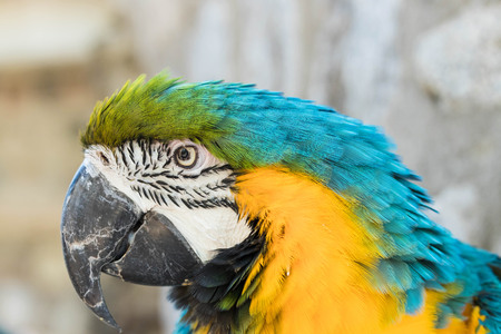 Portrait of a beautiful blue yellow macawの写真素材