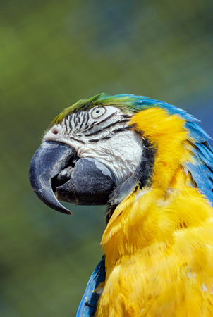 Portrait of a beautiful blue yellow macawの写真素材