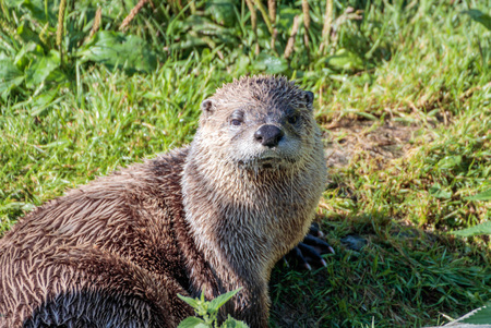 portrait of a european otterの写真素材