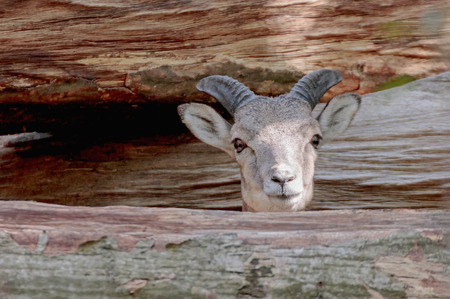 young mouflon watching behind tree trunksの写真素材