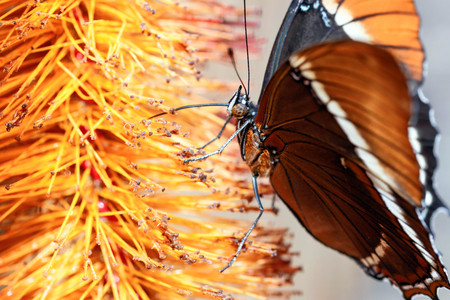Brown butterfly on a flowerの写真素材