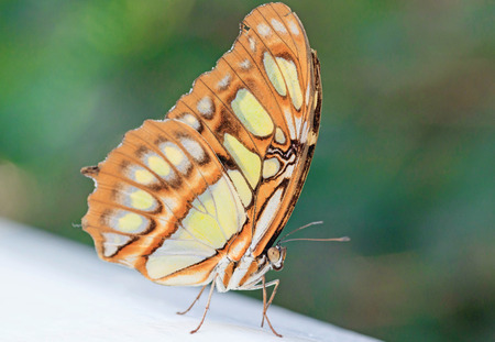 Close up of a yellow orange butterfly