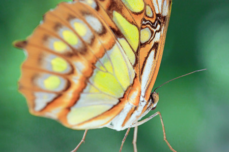 Close up of a yellow orange butterflyの写真素材