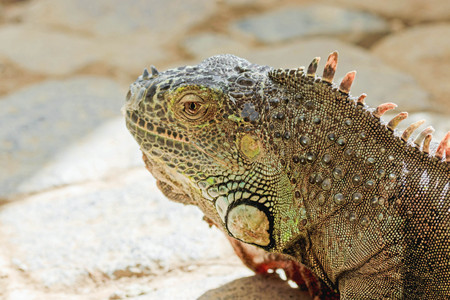 portrait of a large iguanaの写真素材