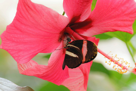 black butterfly on a hibiscus flowerの写真素材