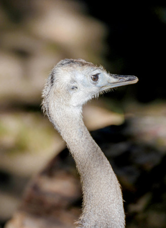 portrait of a young nanduの写真素材