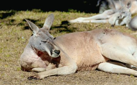 close up of a sleeping red kangarooの写真素材