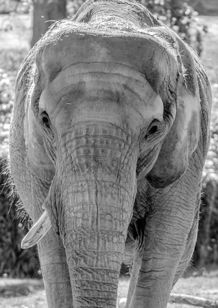 portrait of an elephantの写真素材