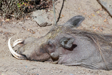 Portrait of a sleeping warthogの写真素材