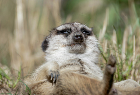 close up of a sleeping meerkatの写真素材