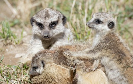 portrait of a meerkat familyの写真素材