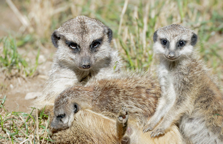 portrait of a meerkat familyの写真素材