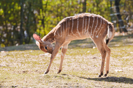 close up of a lowland nyala on a meadowの写真素材