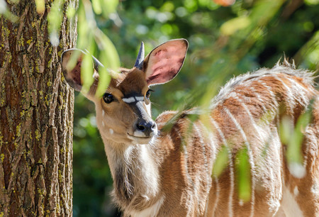 portrait of a lowland nyala under a treeの写真素材